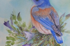 Western Bluebird, Sandi Mele