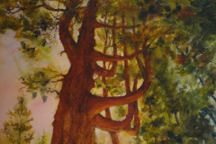 Giant Wawona Cedar, Alyslynn Lemke